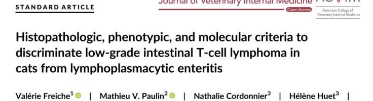 Actualites Sur Le Lymphome T Intestinal De Bas Grade Chez Le Chat Sfapv